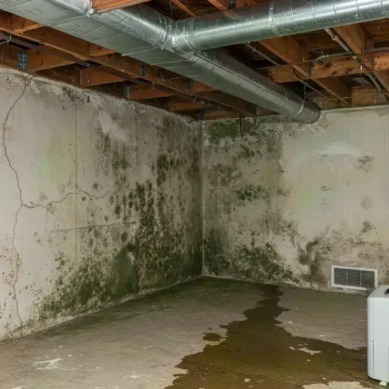 Professional Mold Removal in Bargersville, IN